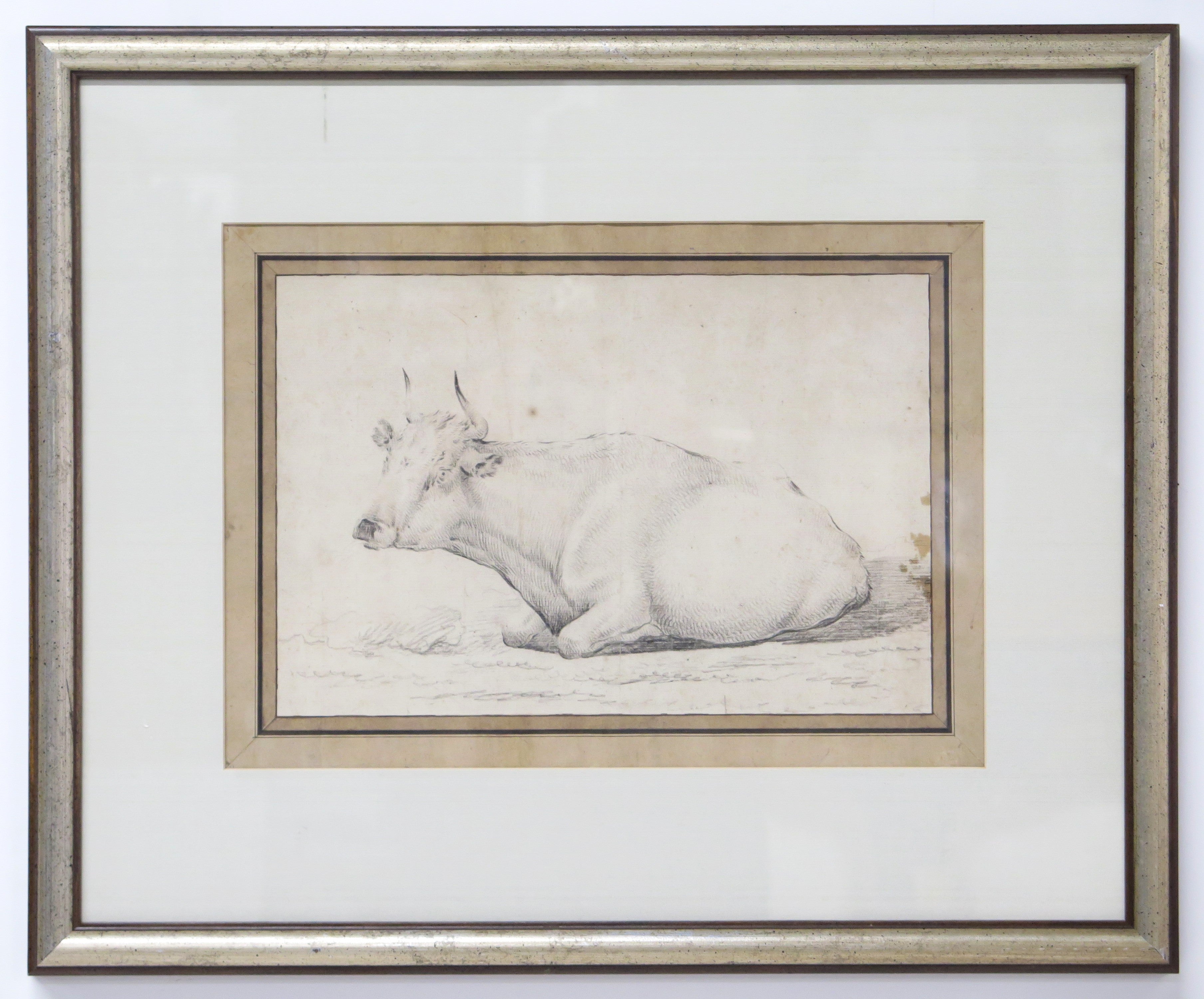 A Well Executed Sketch of a Resting Cow