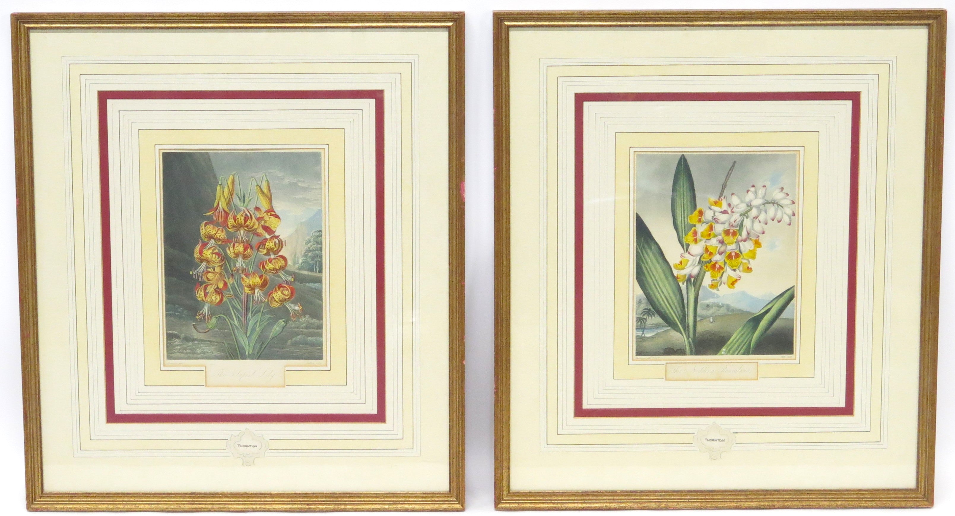 Two Magnificent Prints by Dr. Robert Thornton " The Superb Lily "