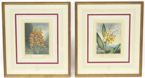 Two Magnificent Prints by Dr. Robert Thornton " The Superb Lily "