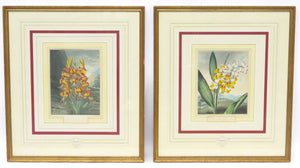 Two Magnificent Prints by Dr. Robert Thornton " The Superb Lily "