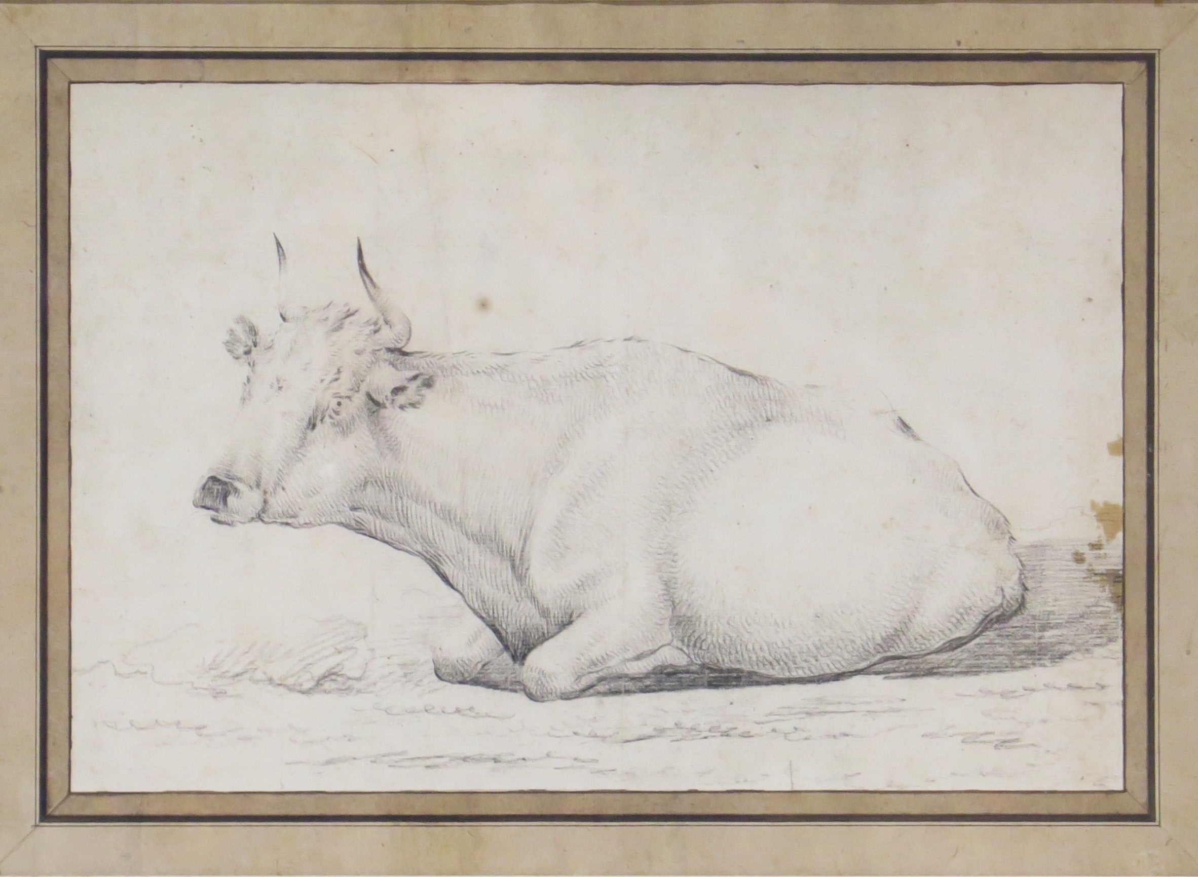 A Well Executed Sketch of a Resting Cow