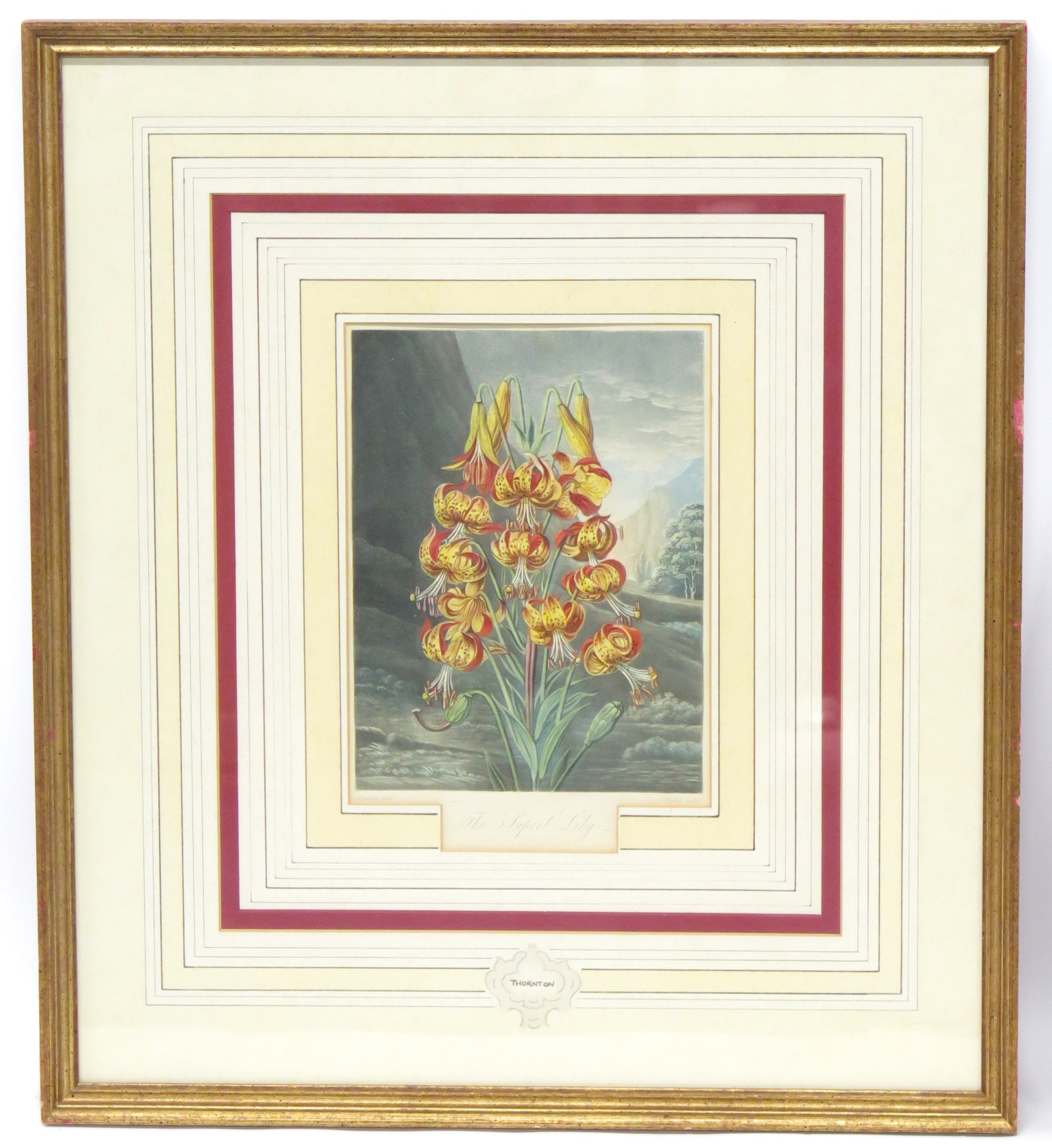 Two Magnificent Prints by Dr. Robert Thornton " The Superb Lily "