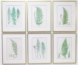 Six ''Nature Printed'' Ferns by Henry Bradbury (English, 1821-1887)