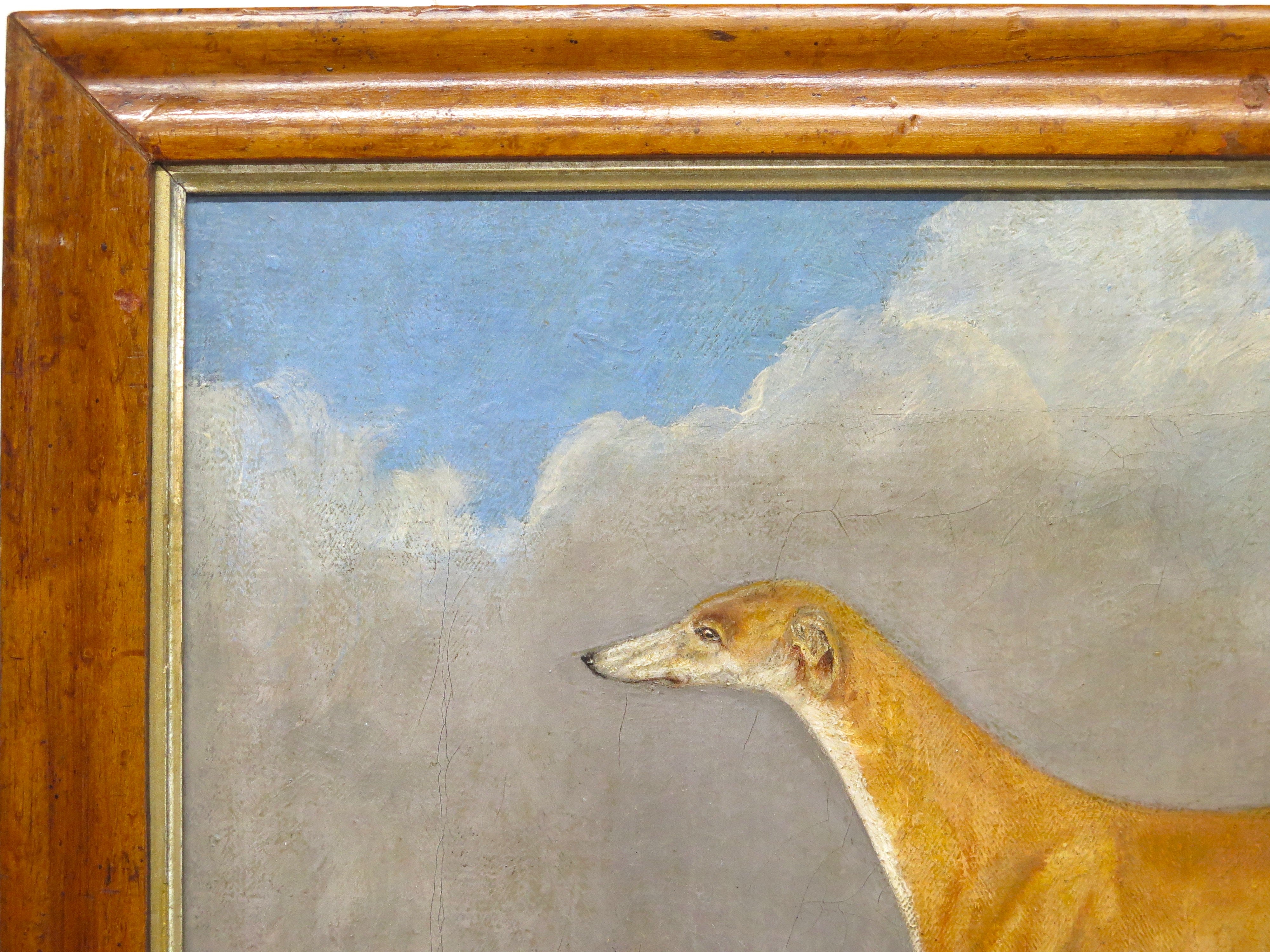 English School ( 19th Century ), Portrait of a Greyhound