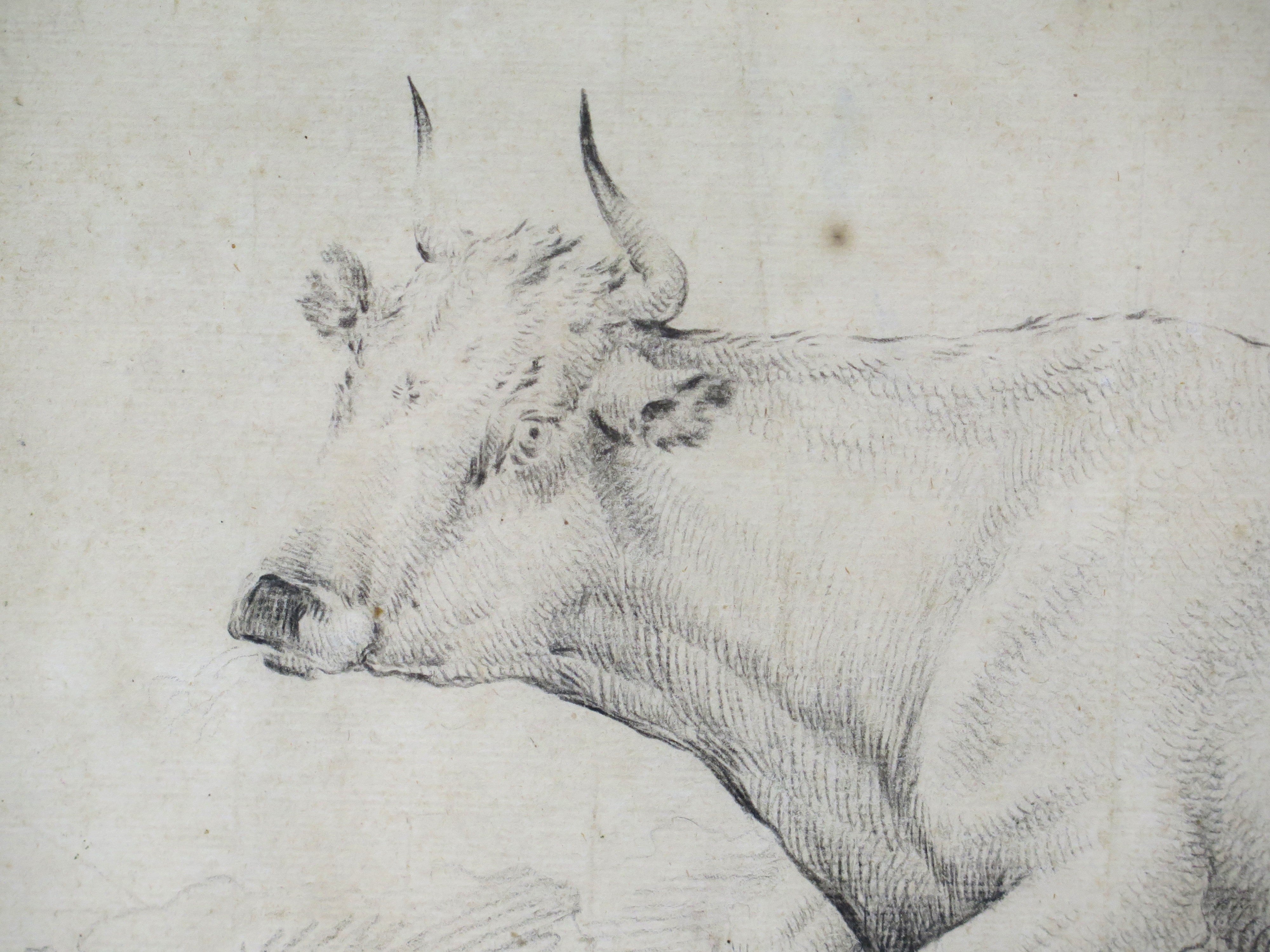 A Well Executed Sketch of a Resting Cow