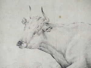 A Well Executed Sketch of a Resting Cow