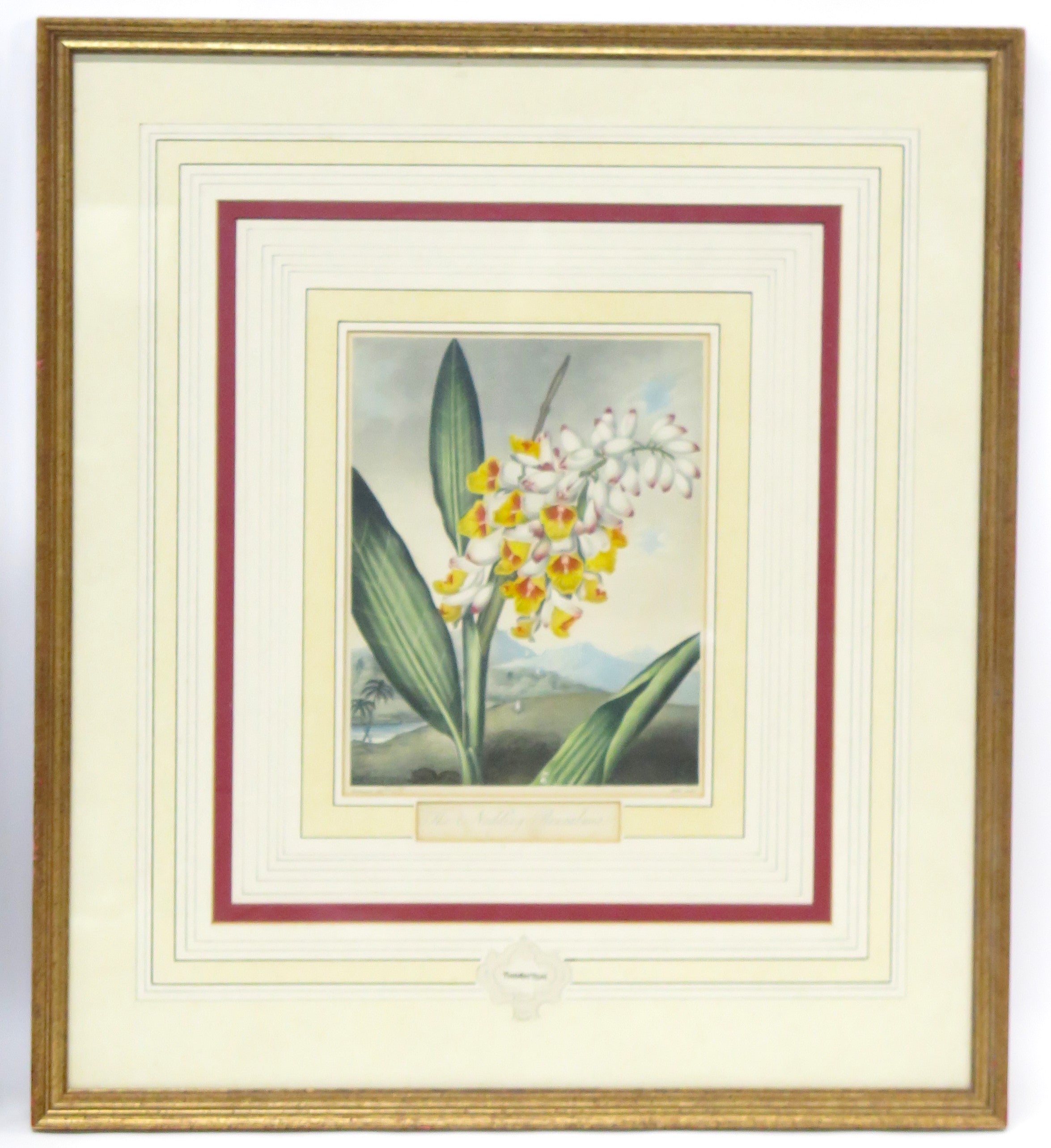 Two Magnificent Prints by Dr. Robert Thornton " The Superb Lily "