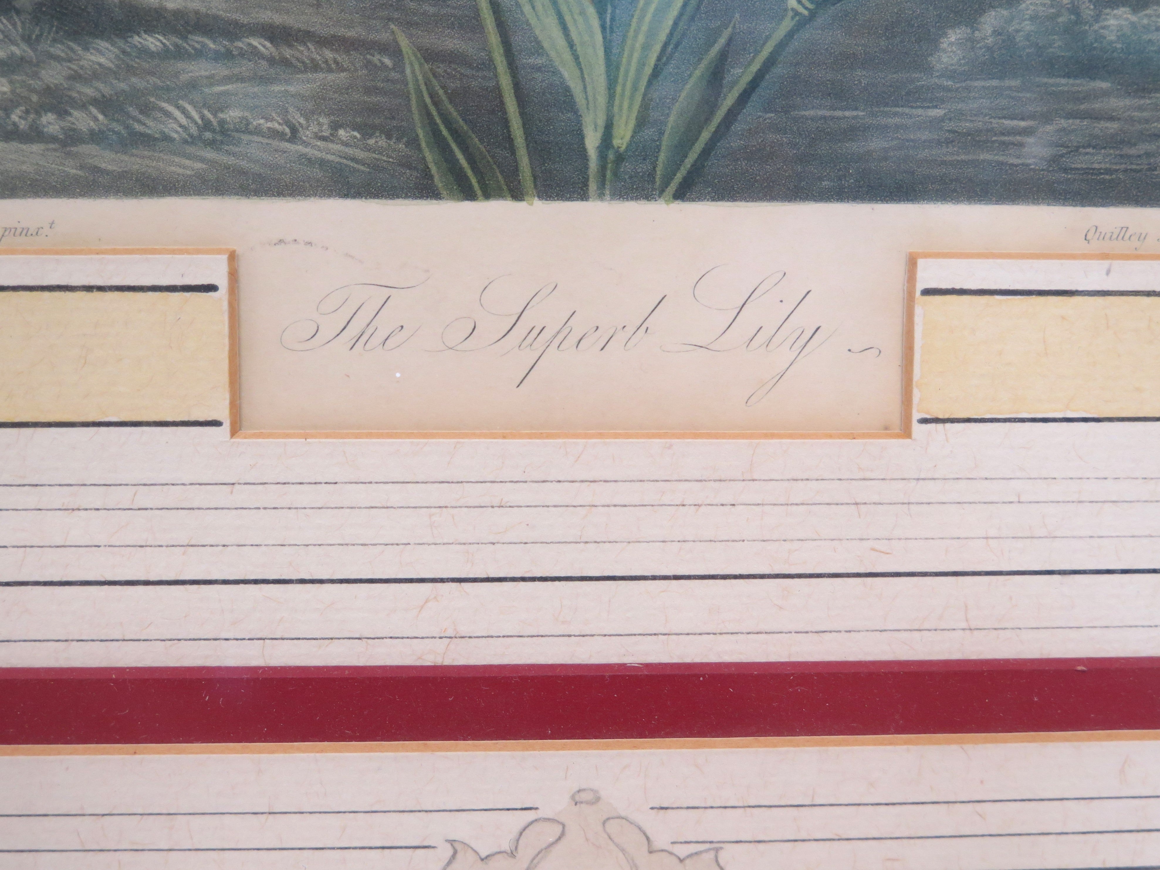Two Magnificent Prints by Dr. Robert Thornton " The Superb Lily "