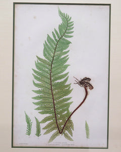 Thomas Moore (British, 1821-1887), Two Nature-printed Plates of Ferns