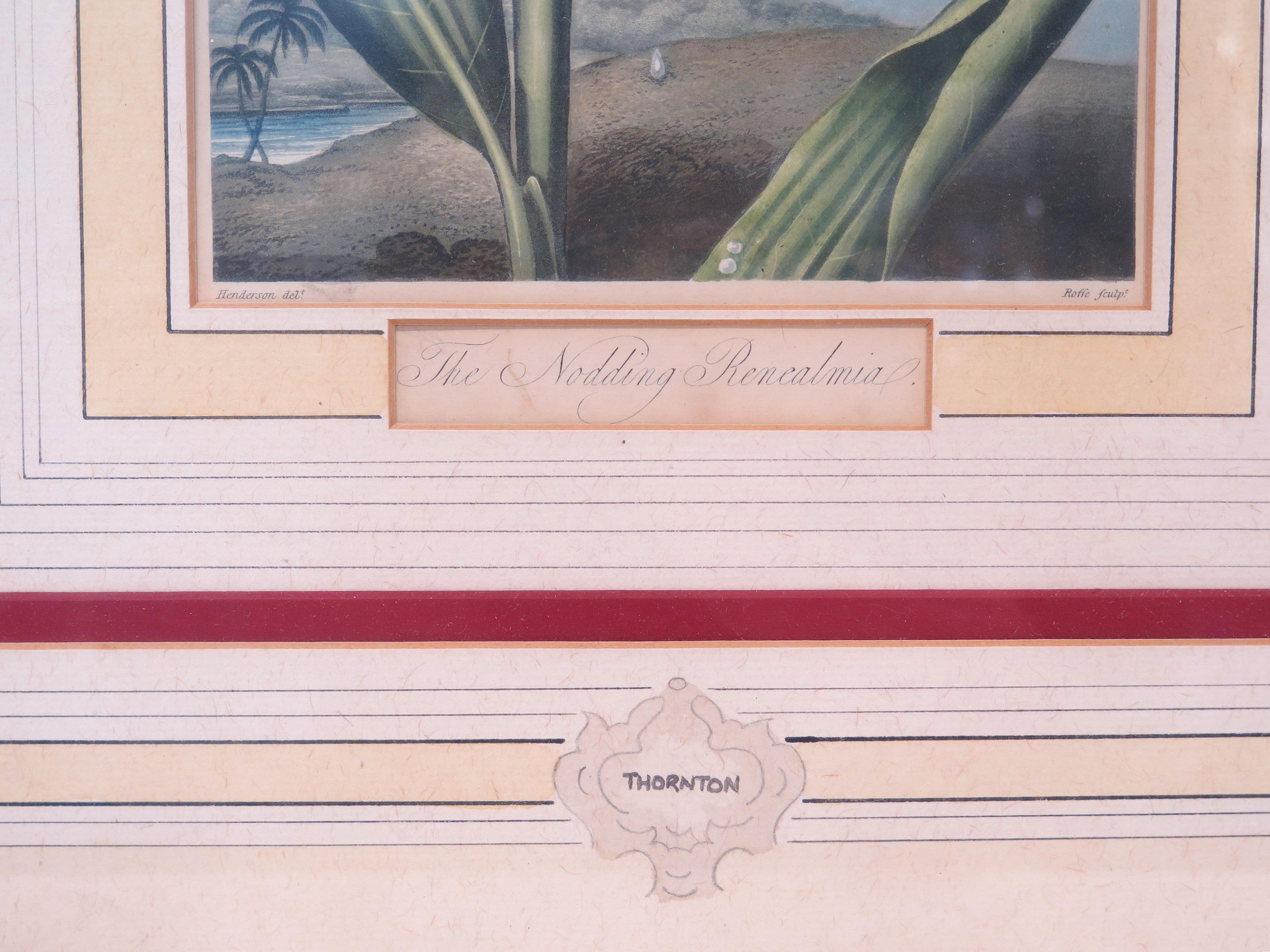 Two Magnificent Prints by Dr. Robert Thornton " The Superb Lily "
