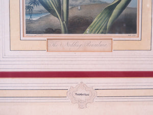 Two Magnificent Prints by Dr. Robert Thornton " The Superb Lily "