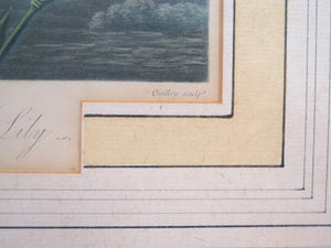 Two Magnificent Prints by Dr. Robert Thornton " The Superb Lily "