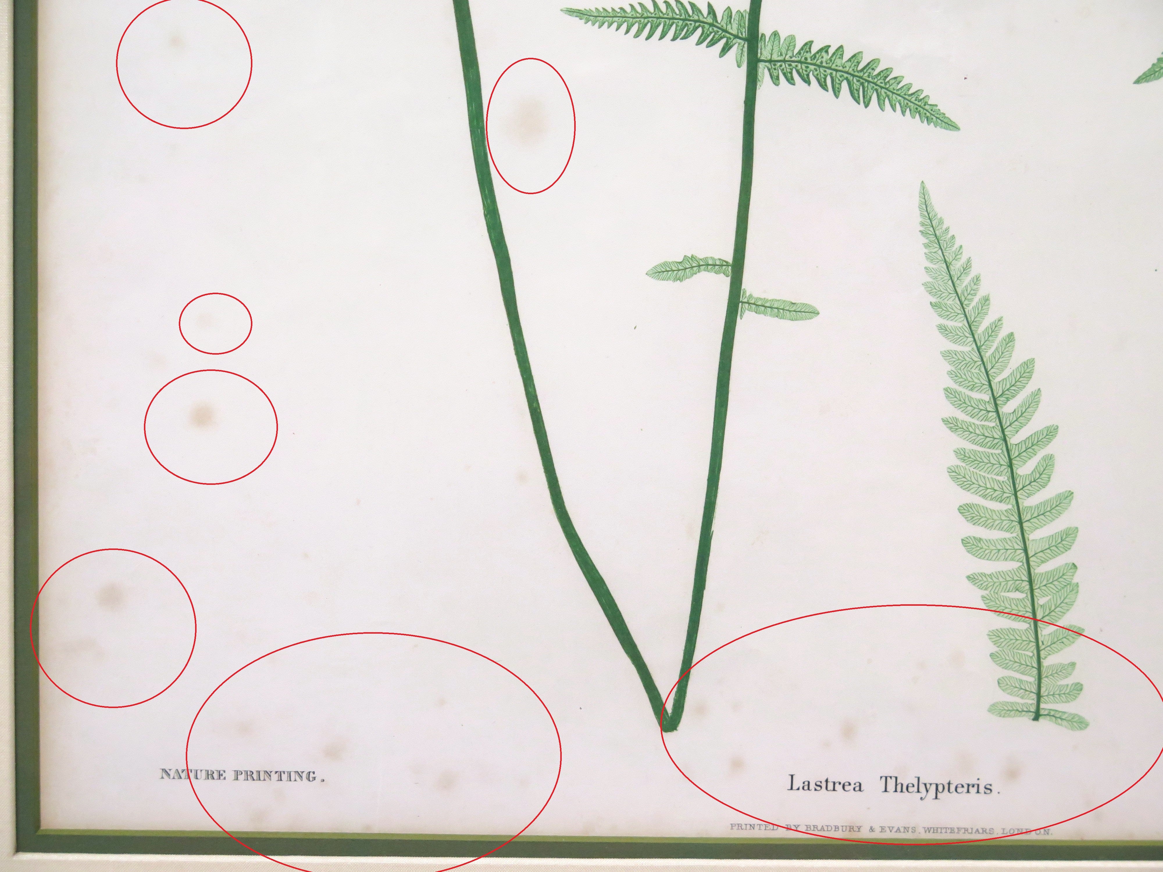 Thomas Moore (British, 1821-1887), Two Nature-printed Plates of Ferns