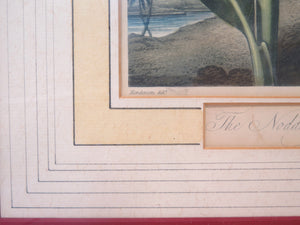 Two Magnificent Prints by Dr. Robert Thornton " The Superb Lily "