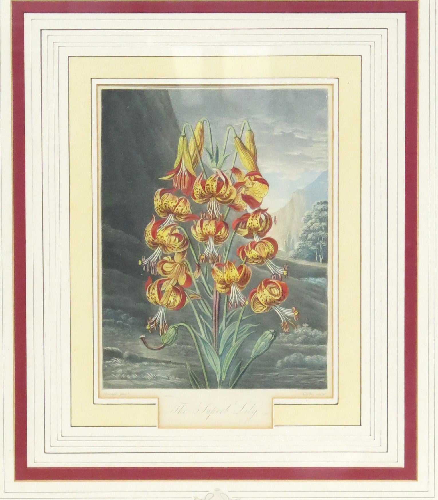 Two Magnificent Prints by Dr. Robert Thornton " The Superb Lily "