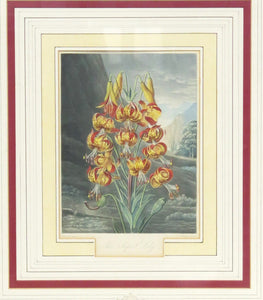 Two Magnificent Prints by Dr. Robert Thornton " The Superb Lily "