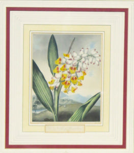 Two Magnificent Prints by Dr. Robert Thornton " The Superb Lily "