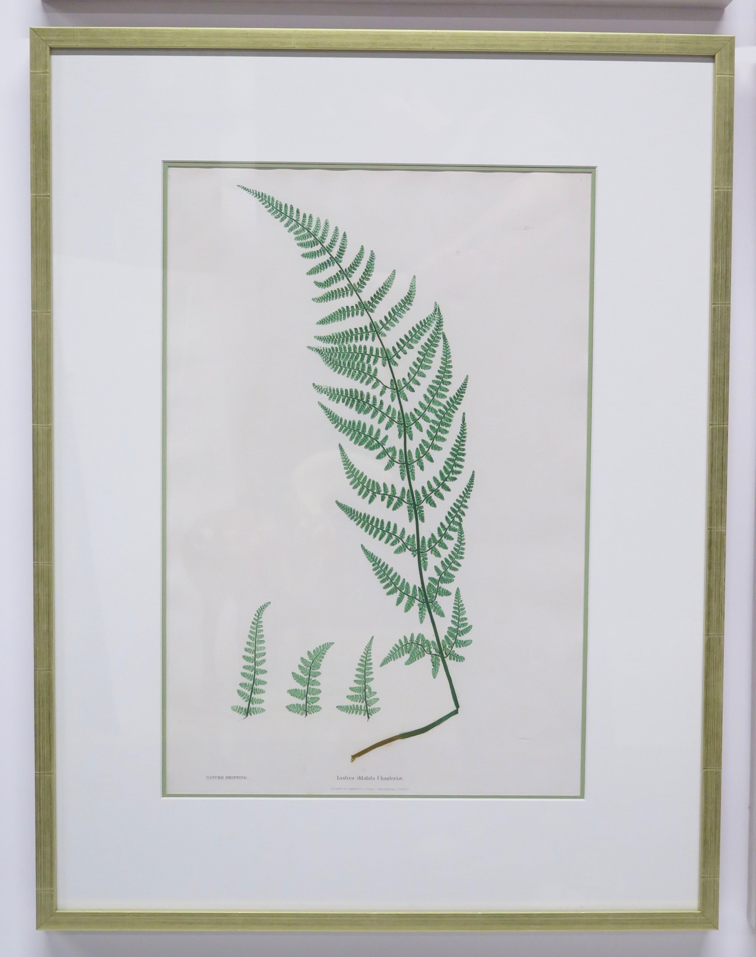 Six ''Nature Printed'' Ferns by Henry Bradbury (English, 1821-1887)