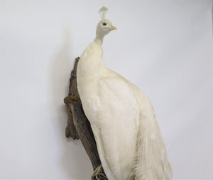 Albino Taxidermy Peacock
