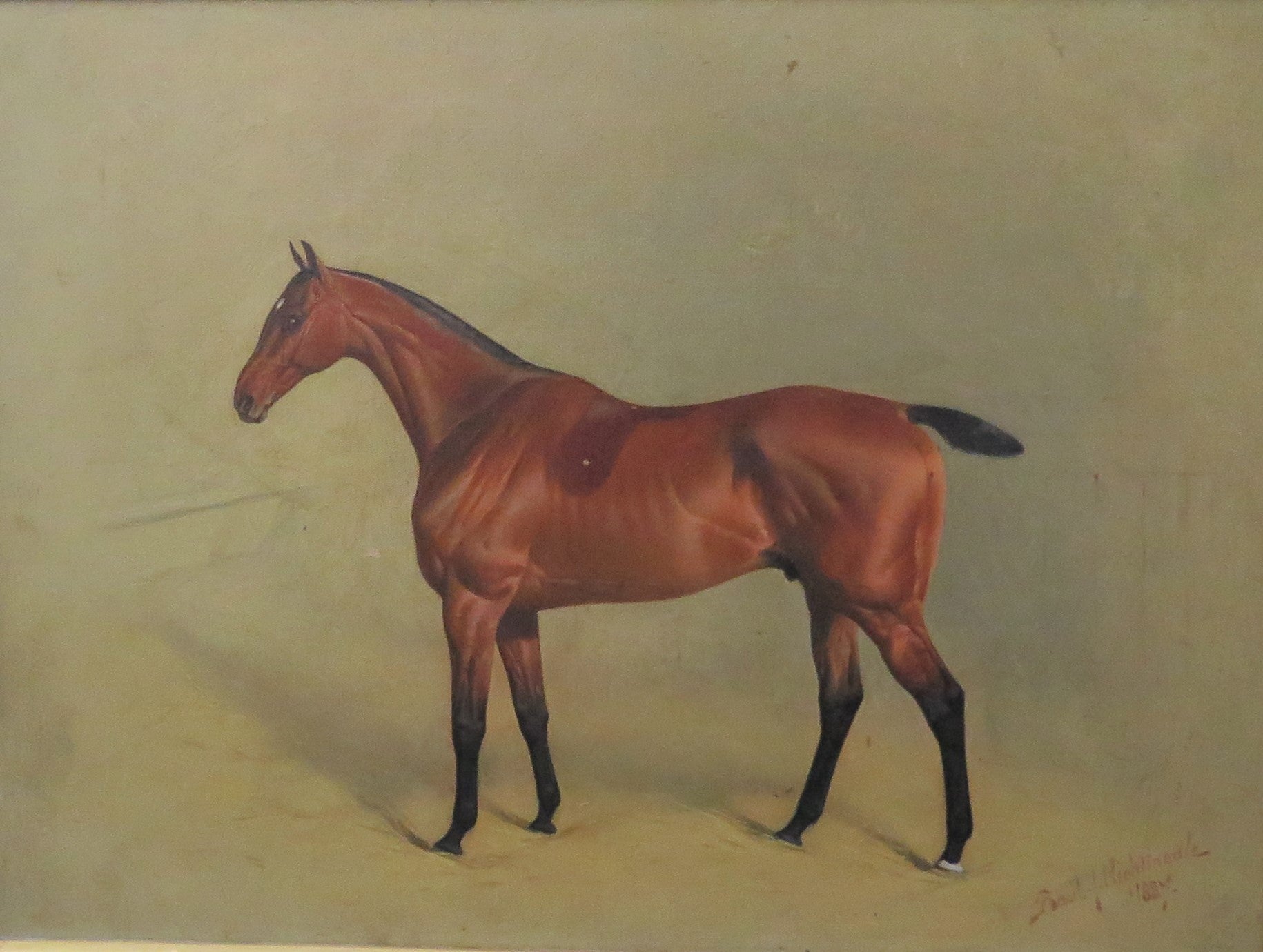 English Sporting Picture Chestnut Horse With Dark Legs, Signed, 1887 BASIL JAMES NIGHTINGALE ( 1864-1940 )