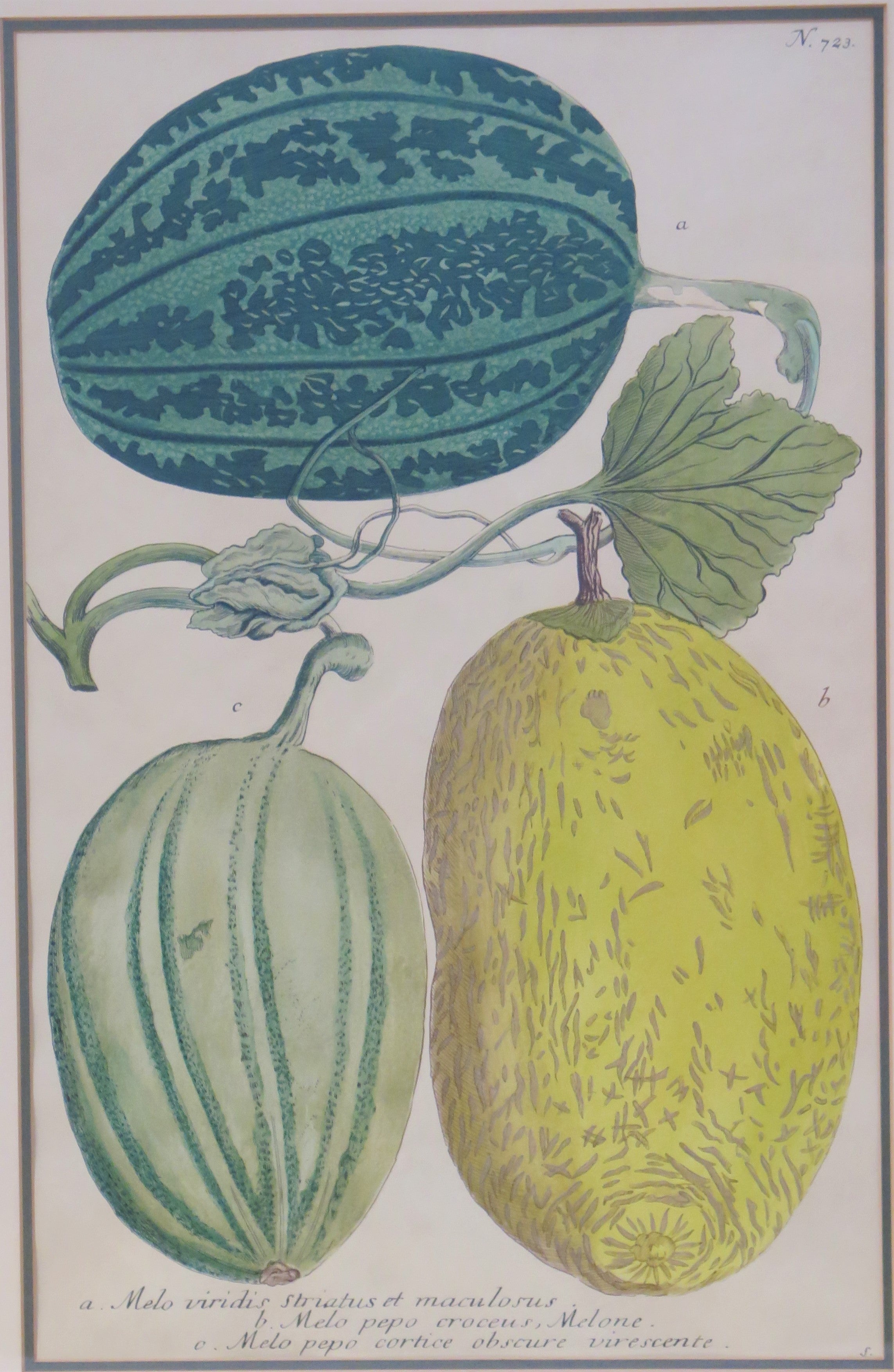 MELONS by Georg Dionysius Ehret (German, 1708-1770)